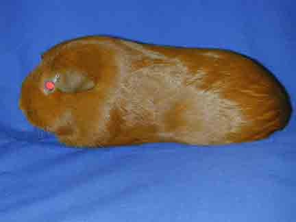 American Guinea Pig American Guinea Pig