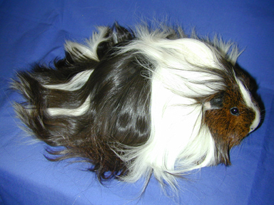 Silkie Guinea Pig