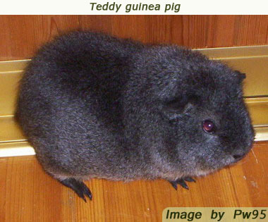 Teddy Guinea Pig