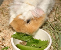 guinea pig eating