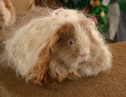 long haired guinea pig