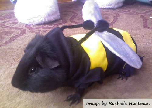 costume guinea pig pictures