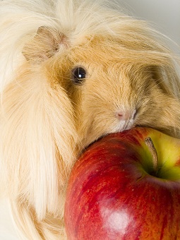eating guinea pig pictures
