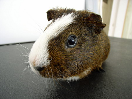 guinea pig pictures