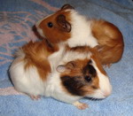 Young Guinea Pigs