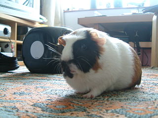 American Crested Guinea Pigs American Crested Guinea Pigs