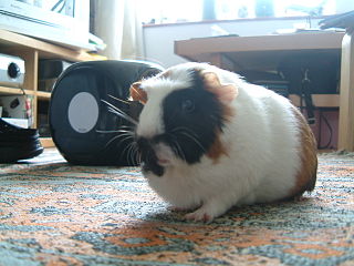 American Crested Guinea Pigs