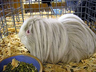 Peruvian Guinea Pig Peruvian Guinea Pig