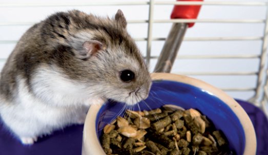 Hamsters: Diet, habits & types