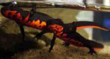 Japanese Fire Bellied Newt