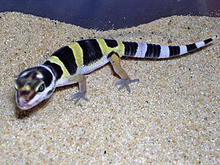 Geckos Geckos