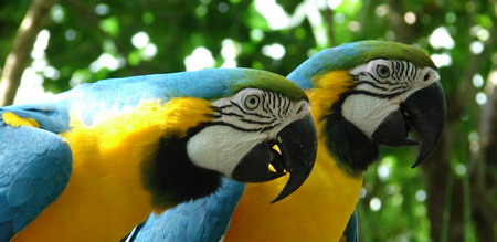 macaw birds