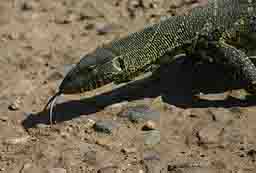 Monitor Lizard