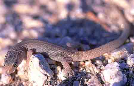 Night Desert Lizard Night Desert Lizard