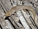 Night Lizard Night Lizard