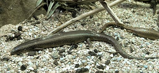 Ocellatus Desert Skink