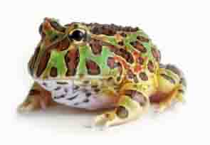 Ornate Horned Frog Ornate Horned Frog