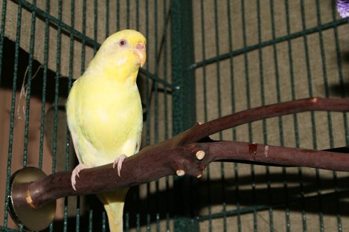 new yellow female parakeet