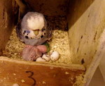 Parakeet Mother Breathing Parakeet Mother Breathing