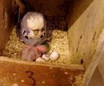 Parakeet Mother Breathing