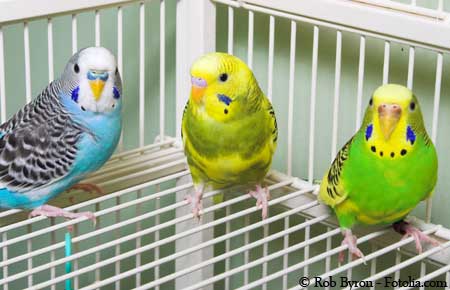 Parakeet cages