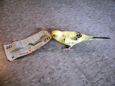 Parakeet Eating Money