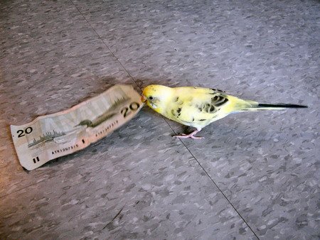 Parakeet Eating Money Parakeet Eating Money