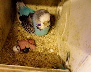 Parakeet Hatching an Egg