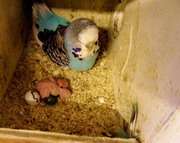 Parakeet Hatching an Egg Parakeet Hatching an Egg