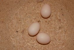 Parakeet Eggs