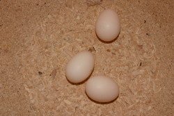 Parakeet Eggs Parakeet Eggs