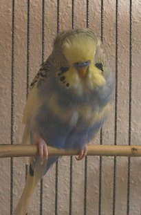 Sick Parakeet Sick Parakeet
