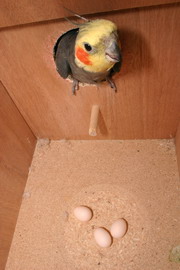 Parakeet nest box