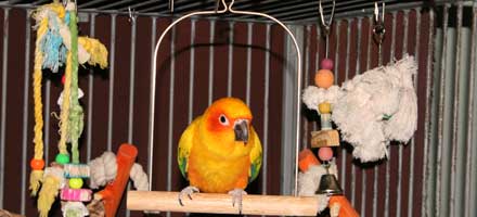 parakeet toys