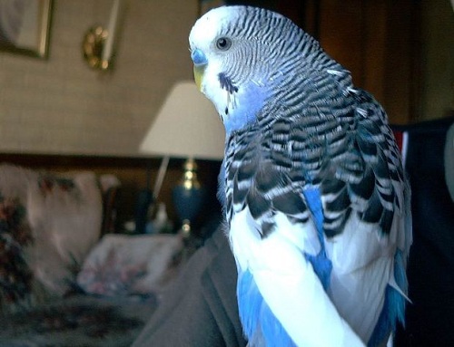 blue and white parakeet