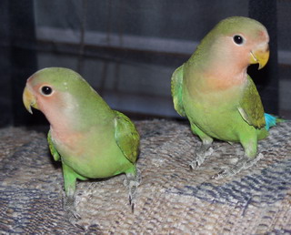 Lovebird Lovebird