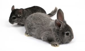 pet rabbit and pet chinchilla