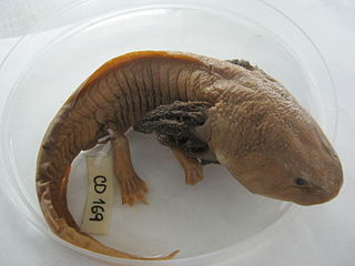 axolotl reptile