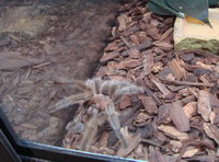 Pet tarantula