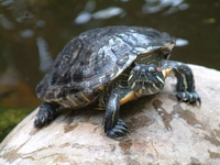 pet turtle on a rock