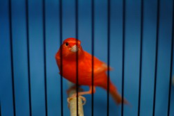 red canary in cage