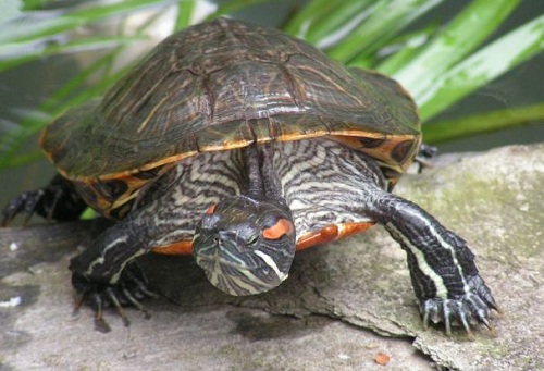 red ear slider