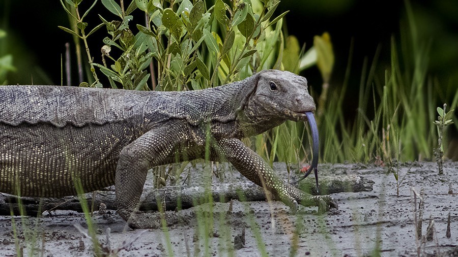 Savannah Monitor Lizard