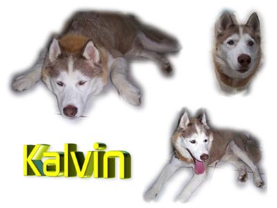 This is Kalvin, a red and white Husky