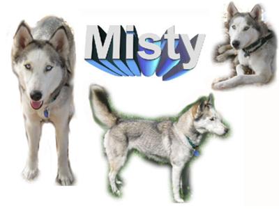 Misty, our grey and white Husky