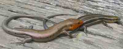 Skink Savannah Lizard