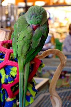 green parrot sleeping