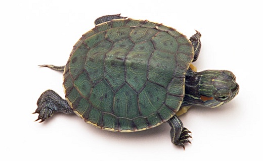 Small pet turtle