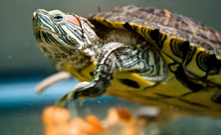 small pet turtle in water