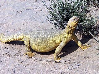 Spiny-tailed Agamids Spiny-tailed Agamids